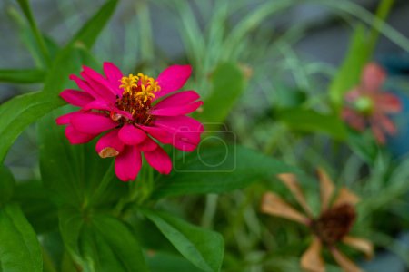 Zinia graceful flower or Zinnia elegans pink color in the garden