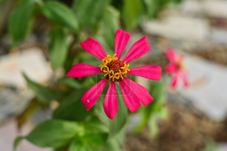 Foto de Zinia elegante flor o Zinnia elegans color rosa en el jardín - Imagen libre de derechos
