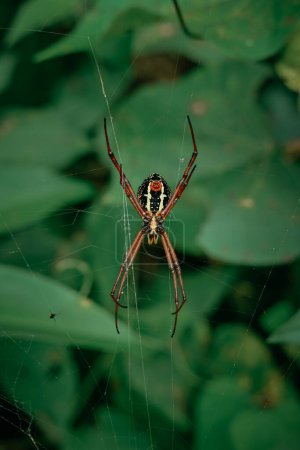a spider sitting on its web in the middle of a leafy area
