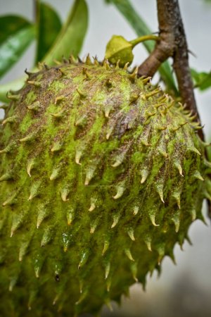 The outer texture of the soursop fruit