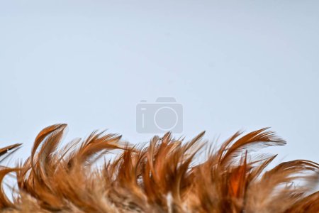 Photo for Chicken feathers on a white background - Royalty Free Image