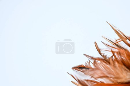 Photo for The white background is decorated with a few brownish chicken feathers - Royalty Free Image