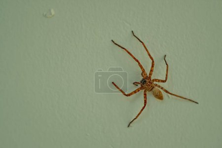 Olios argelasius spider on yellow background