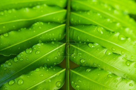 Fresh fern leaves with raindrops