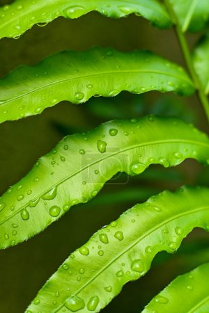 Photo for Fresh fern leaves with raindrops - Royalty Free Image