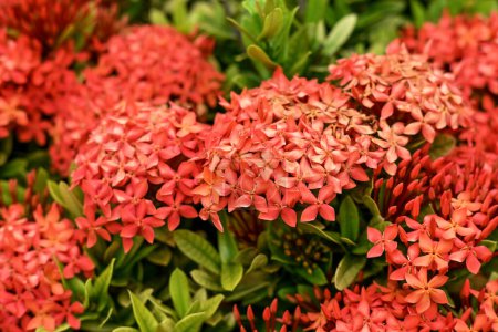 Ixora chinensis Blume, allgemein bekannt als Chinesische Ixora
