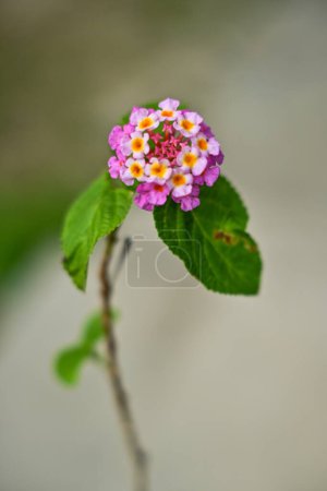 Photo for Lantana camara flower isolated on blur background - Royalty Free Image