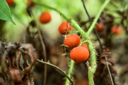 Solanum capsicoides, est une mauvaise herbe que l'on trouve souvent dans les zones tropicales