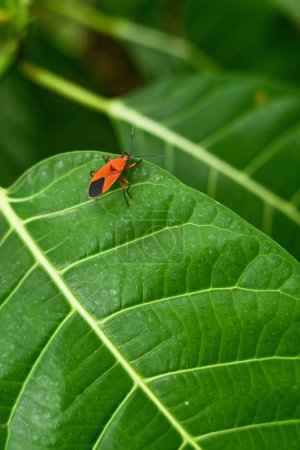 An insect sits on a leaf