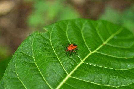 Un insecto se sienta en una hoja