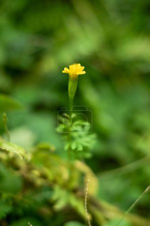 Gelbe Blumen im Garten. Ringelblumen oder mit dem wissenschaftlichen Namen Tagetes erecta