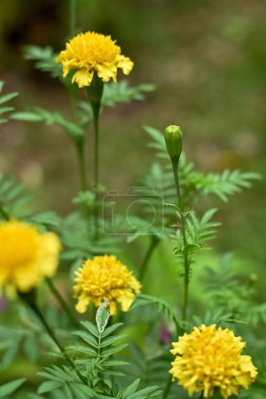 Fleurs jaunes dans le jardin. Souci des fleurs ou avec le nom scientifique Tagetes erecta