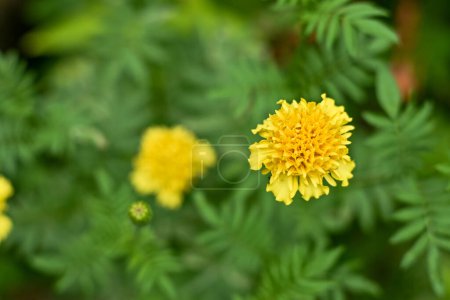 Téléchargez les photos : Fleurs jaunes dans le jardin. Souci des fleurs ou avec le nom scientifique Tagetes erecta - en image libre de droit