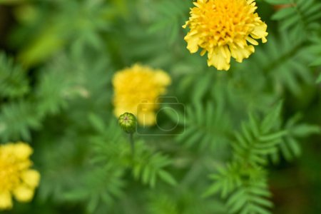Yellow flowers in the garden. Marigold flowers or with the scientific name Tagetes erecta