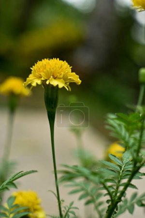 Fleurs jaunes dans le jardin. Souci des fleurs ou avec le nom scientifique Tagetes erecta