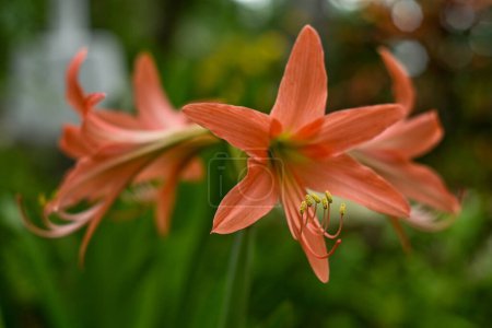 Hippeastrum striatum, oder gestreifte Barbados-Lilie im Garten