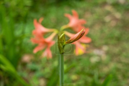 Hippeastrum striatum, o lirio de Barbados rayado en el jardín