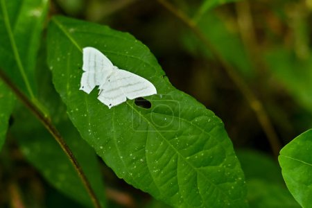 Mariposas blancas posadas sobre las hojas