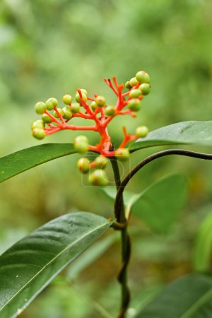 Jatropha podagrica is an upright herb that has medicinal properties