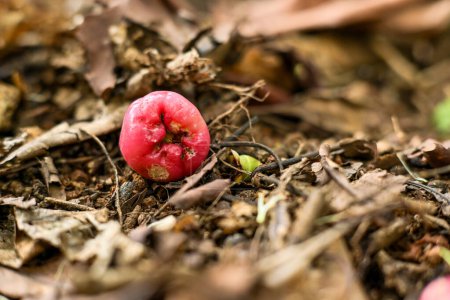 Guava fruit lying on the ground