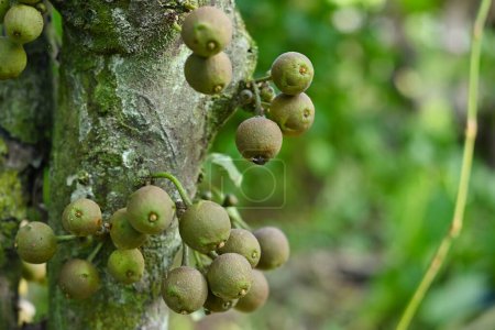 Ficus racemosa oder bekannt als Loa ist eine Pflanzenart aus der Familie der Moraceae