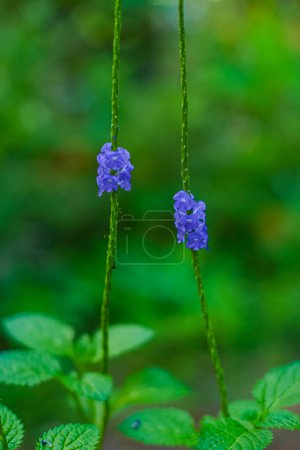Horsewhip or Stachytarpheta jamaicensis, is a wild plant that lives in Indonesia