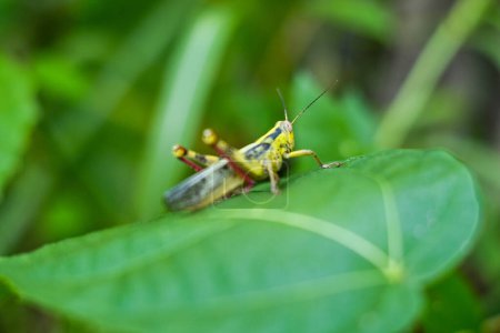 Photo for Green grasshoppers perched on leaves. Valanga nigricornis - Royalty Free Image