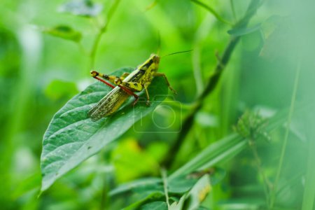 Green grasshoppers perched on leaves. Valanga nigricornis