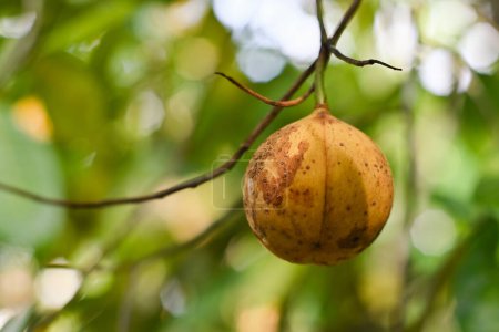 Fresh nutmeg on the tree. Myristica fragrans
