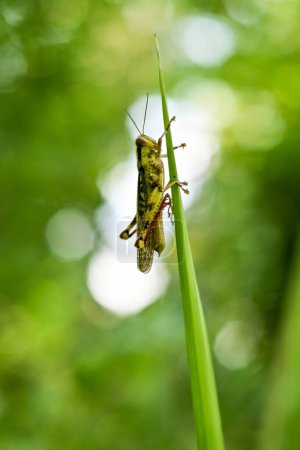 Green grasshoppers perched on leaves. Valanga nigricornis