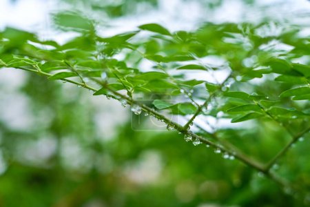 Moringa leaves with water drops