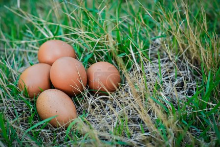 Photo for Chicken eggs on the grass - Royalty Free Image