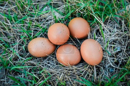 Photo for Chicken eggs on the grass - Royalty Free Image