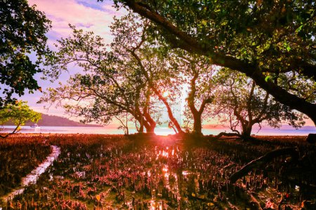 Sonnenuntergang am Strand hinter dem Mangrovenwald