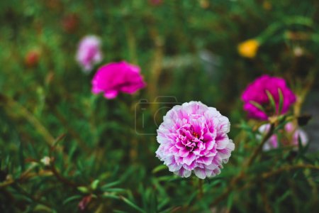 Purslane rose ou mousse de rose dans le jardin. Portulaca grandiflora