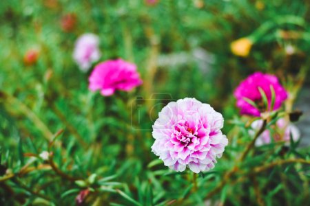 Verdolaga rosa o musgo rosa en el jardín. Portulaca grandiflora