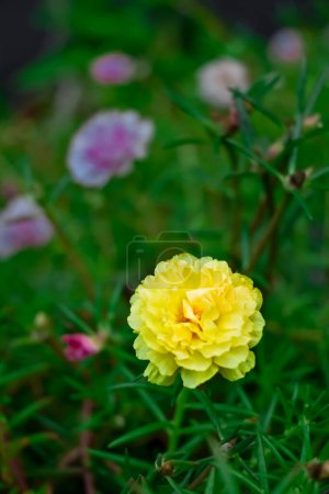 Purslane rose ou mousse de rose dans le jardin. Portulaca grandiflora
