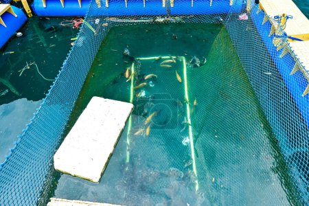 Peces marinos en una jaula neta flotante