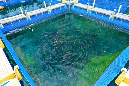 Peces marinos en una jaula neta flotante
