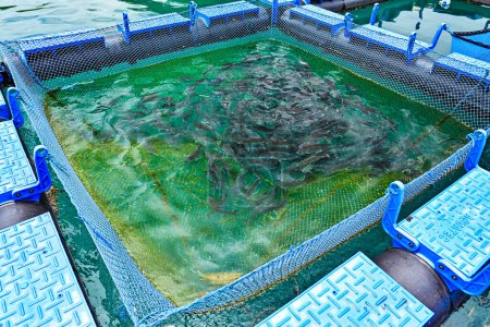 Meeresfische in einem schwimmenden Netzkäfig