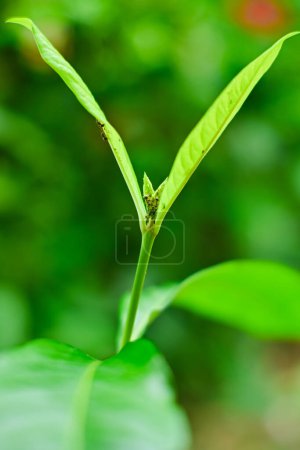 Téléchargez les photos : Fourmis noires sur les extrémités des feuilles fraîches - en image libre de droit
