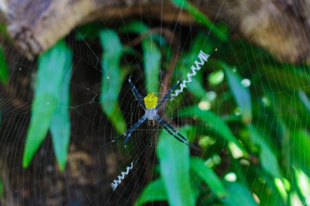 spider on green foliage