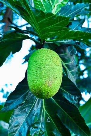 Fresh breadfruit on the tree