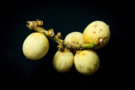Langsat oder Duku Frucht. Lansium parasiticum. Früchte aus Südostasien