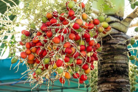 Die Frucht der Adonidia-Palme