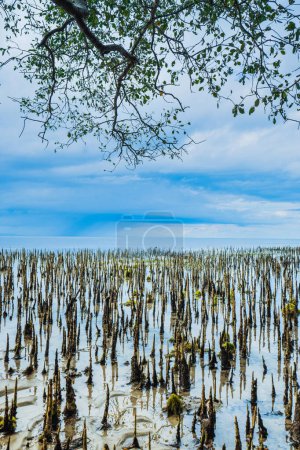 Vista de la playa del manglar