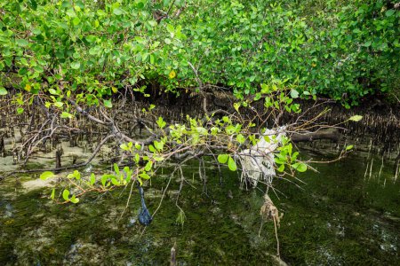 Plastic waste pollutes mangrove forests