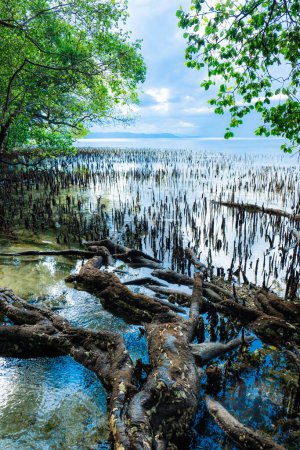 Vue de la plage de mangrove