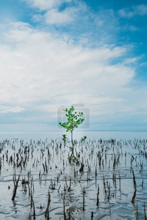 Mangrove tree saplings on the beach