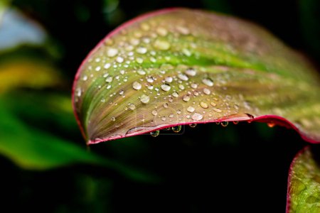 Hojas frescas de Cordyline fruticosa cubiertas de gotas de lluvia